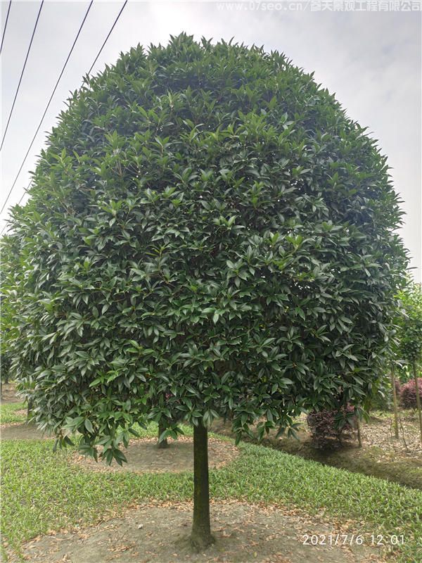 桂花树(图2)
