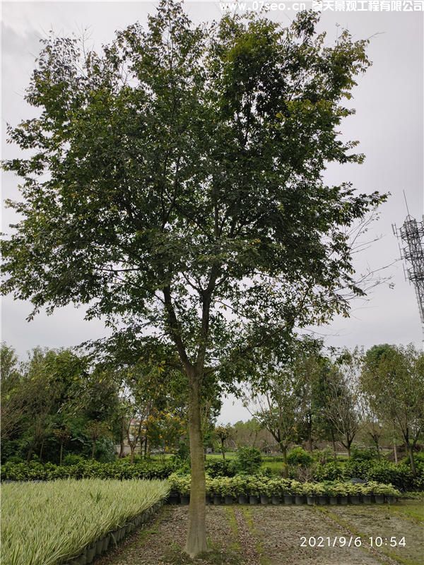 沙朴树(图2)