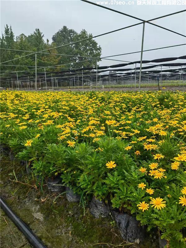 木春菊基地实拍图片