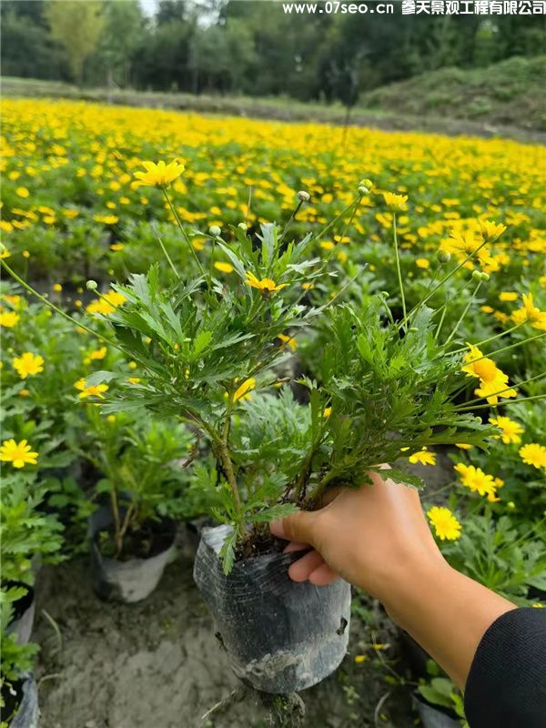 木春菊基地实拍图片