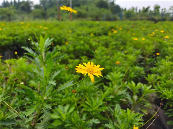 木春菊基地实拍图片