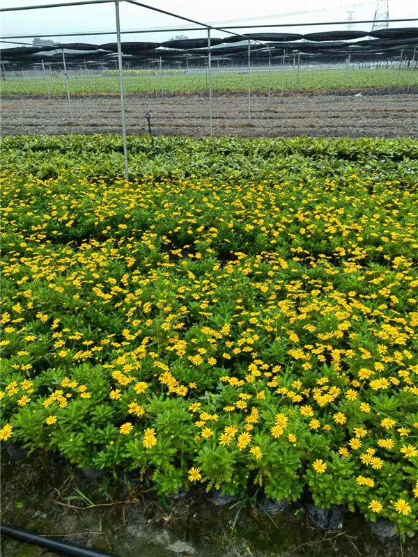 木春菊基地实拍图片