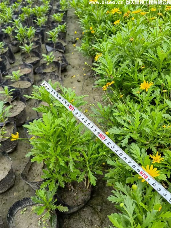 木春菊基地实拍图片