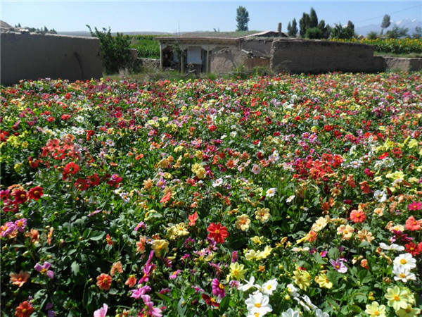 小丽花基地实拍图片