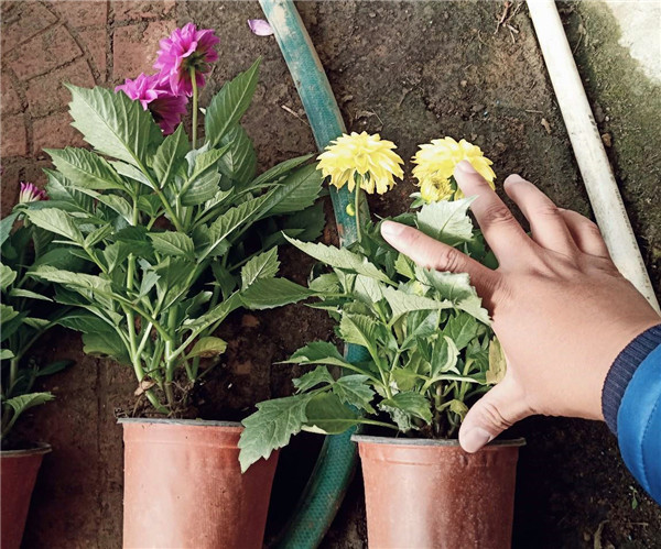 5月份适合种植小丽花吗？