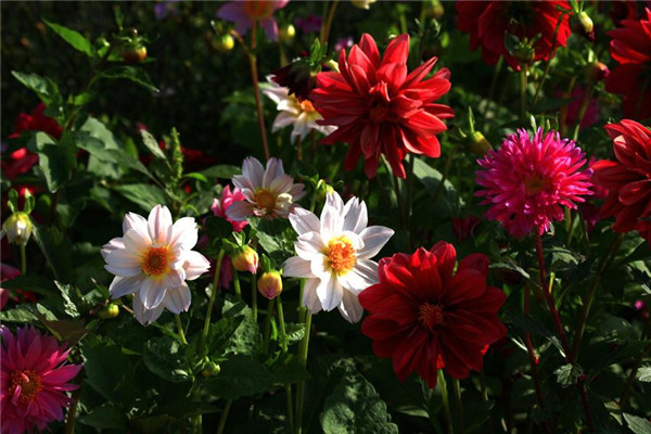 小丽花基地实拍图片