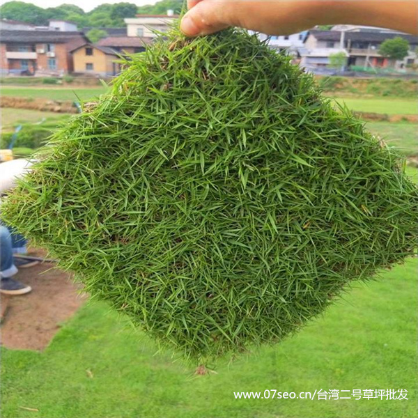 台湾二号和结缕草的区别是什么？