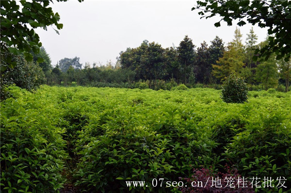 地笼桂花基地实拍图片