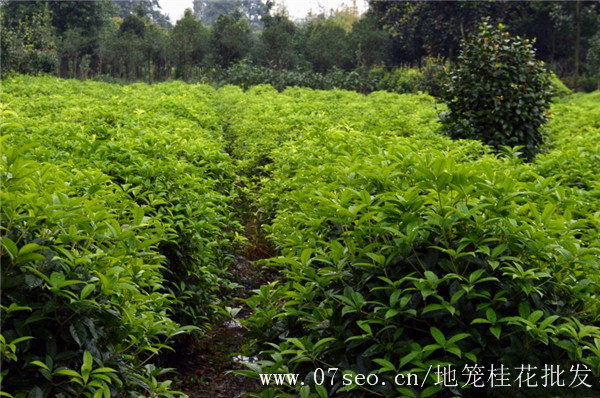 地笼桂花基地实拍图片