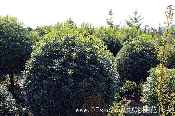 地笼桂花基地实拍图片