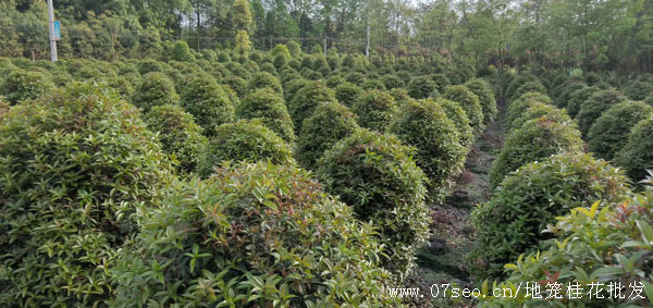 地笼桂花基地实拍图片