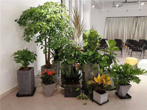 大厅会议室植物租赁